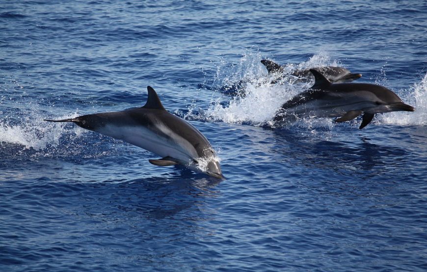 Discover nature and learn to marvel again while sailing in Greece